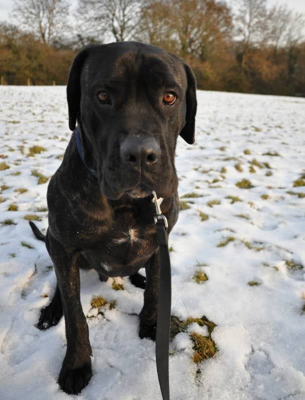 Ed - Cane Corso - HOMED 8872582d