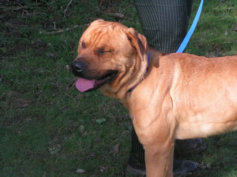 Baron - Crossbreed -   B8784054