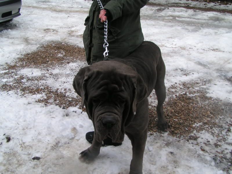 BLU - Neo Male - HOMED 7c1c2c79