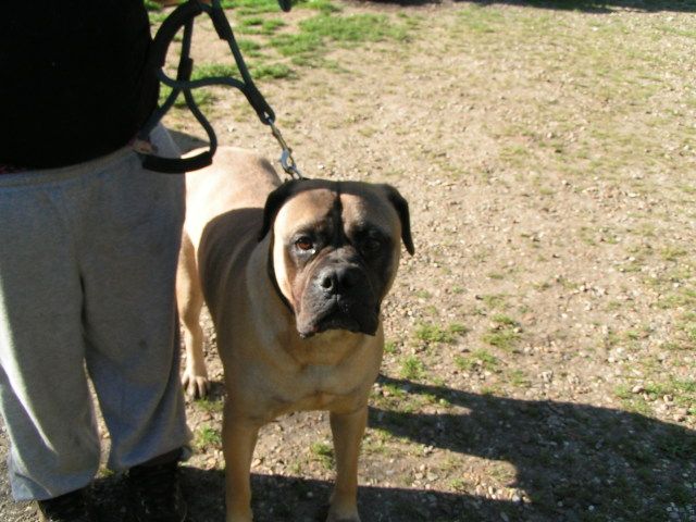 Bonnie -Bullmastiff - FOSTERED BUCKINGHAMSHIRE 04ba7064