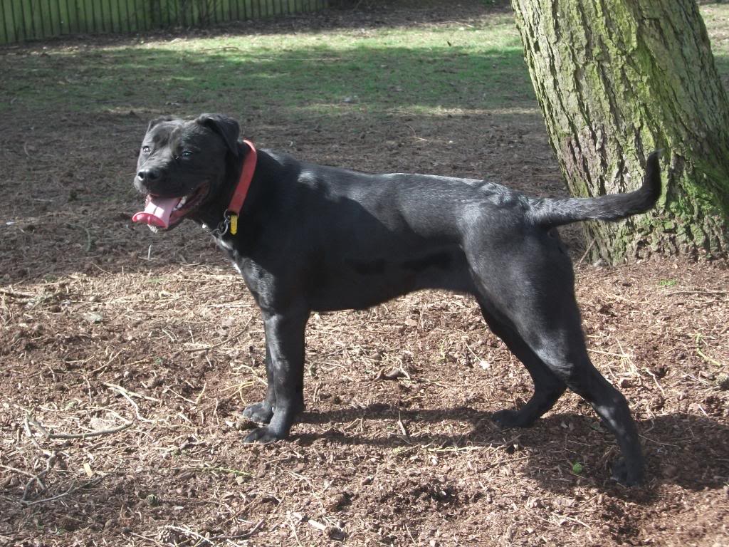 Brooke - Cane Corso HOMED Dogrescuepictures026