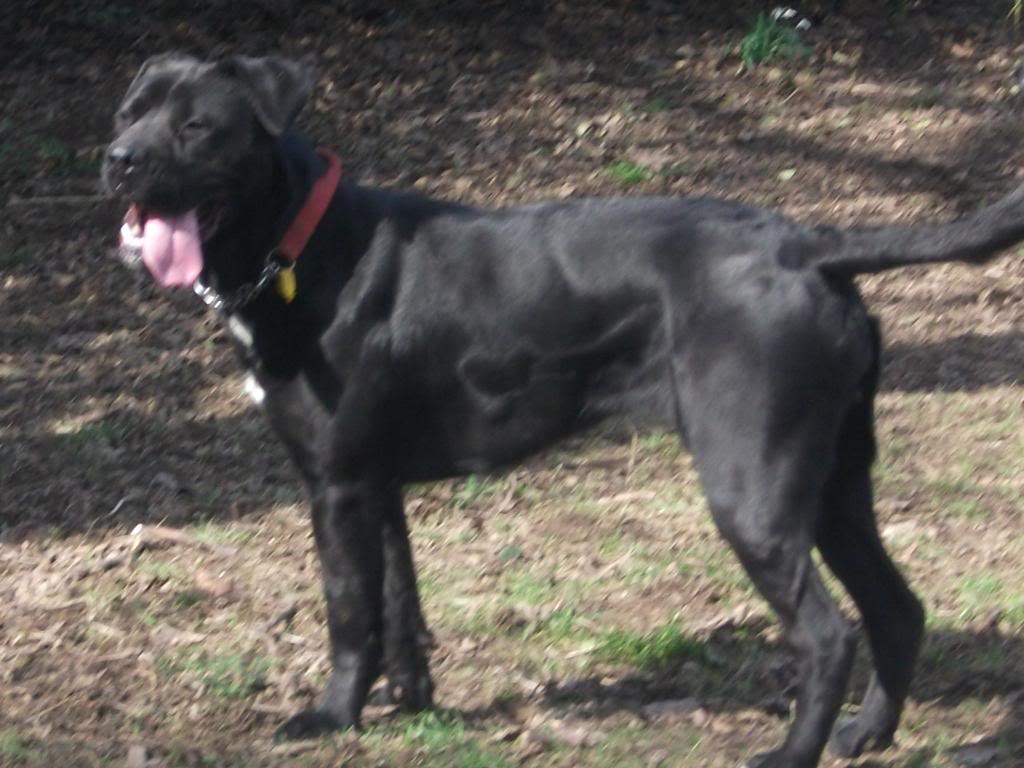 Brooke - Cane Corso HOMED Dogrescuepictures028