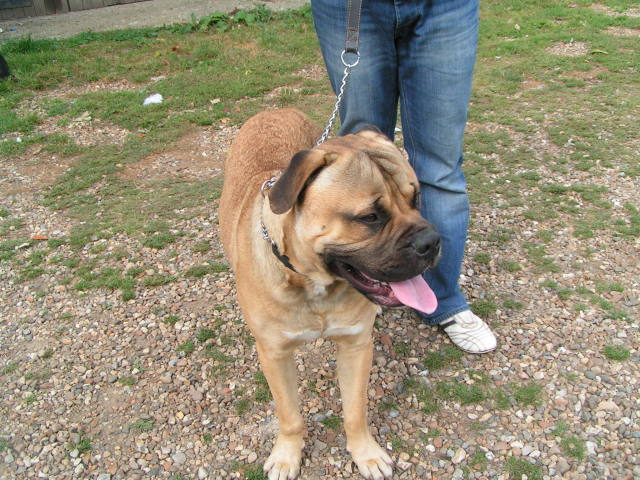 Bruce - Bullmastiff 3e2fd45a