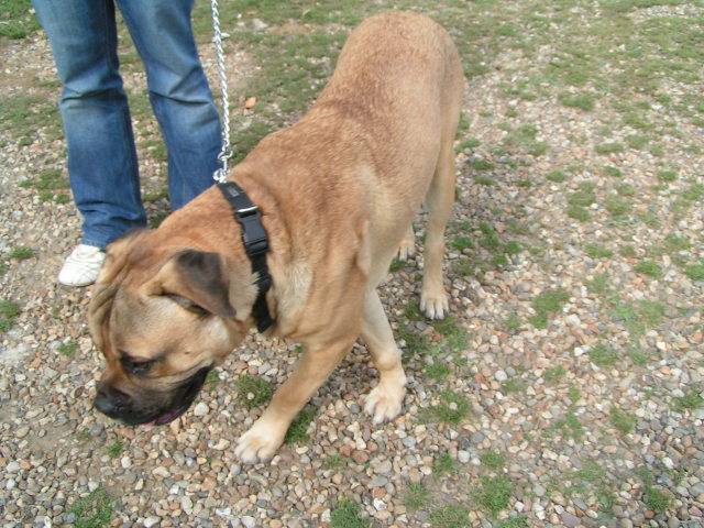 Bruce - Bullmastiff 69830729