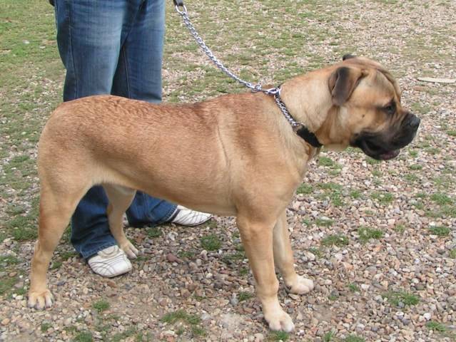 Bruce - Bullmastiff 98f45ad4