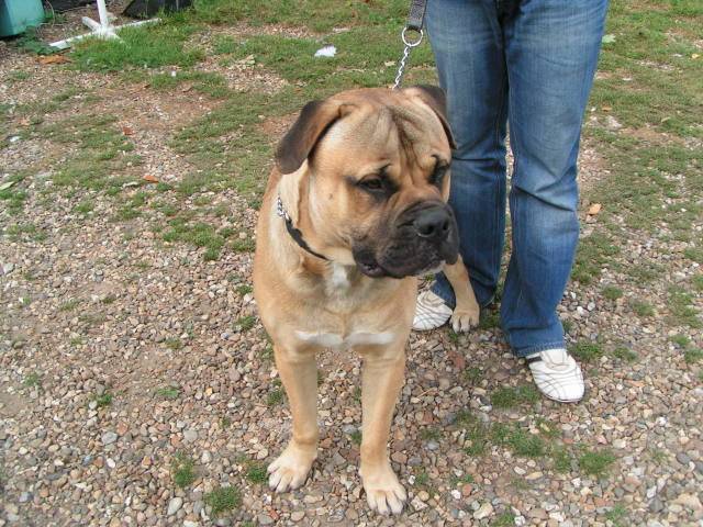 Bruce - Bullmastiff C9296a6b