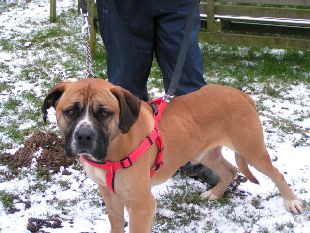 Bruce or maybe Nigel Mastiff type X HOMED 004_zpsf5f41a41