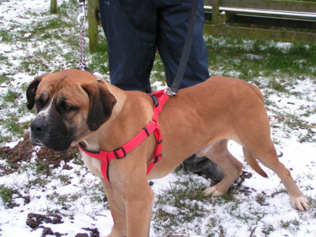 Bruce or maybe Nigel Mastiff type X HOMED 005_zps79066662