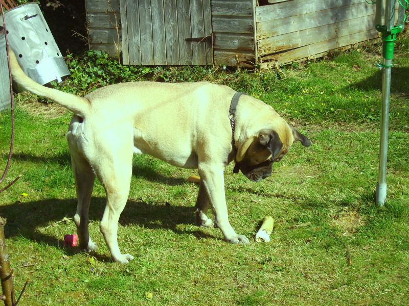 Duke - Bullmastiff- HOMED 1685ace4