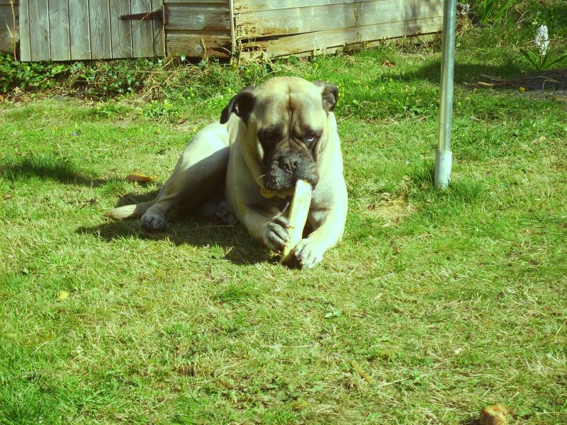 Duke - Bullmastiff- HOMED 71c518f8