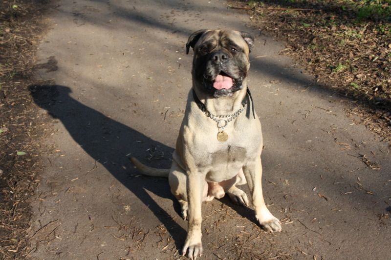 Duke - Bullmastiff- HOMED Bb50fee1