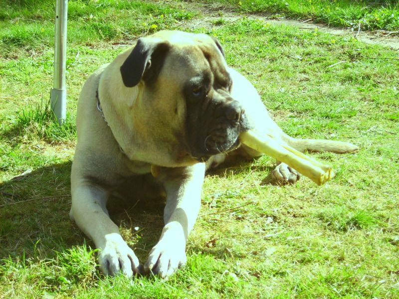 Duke - Bullmastiff- HOMED F3b517f8