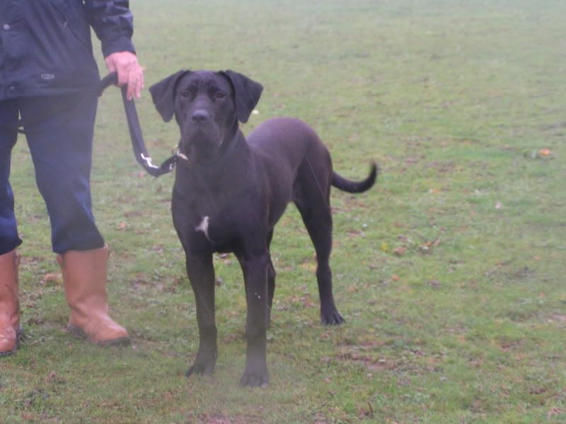 Glady's - Dane X RESERVED 01608261