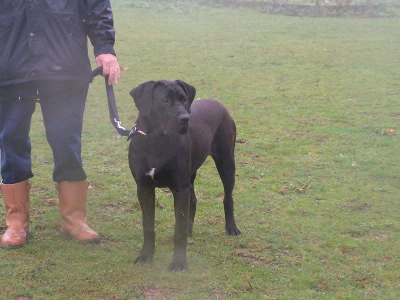 Glady's - Dane X RESERVED E0373870