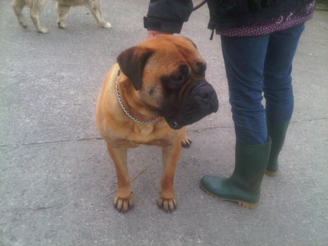 Honey Bullmastiff -  D59915aa