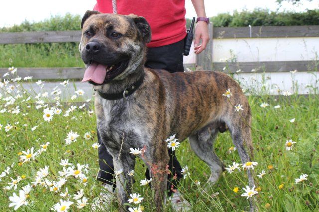 Herbert - Mastiff type - HOMED C801bc1f