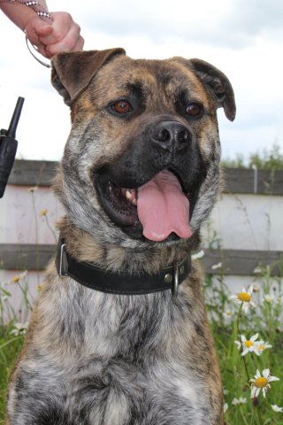 Herbert - Mastiff type - HOMED Cdfa1772