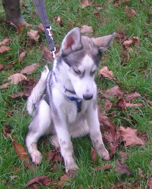 Siberian Huskies Puppies - Page 2 009_zps4dbfc9aa