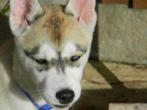 Siberian Huskies Puppies - Page 2 Husky2_zpse3513be9