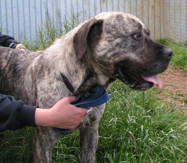 IZZY - Mastiff type - HOMED 46ffdd34