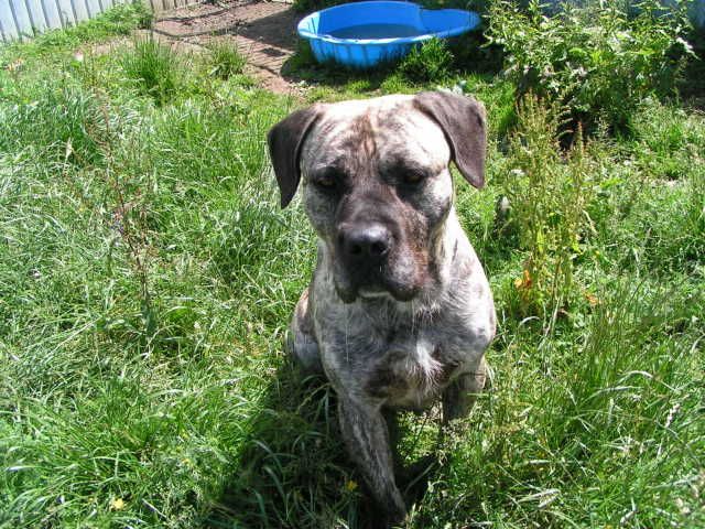 IZZY - Mastiff type - HOMED D5a8677a