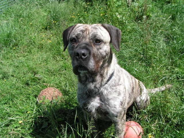 IZZY - Mastiff type - HOMED E106fb81