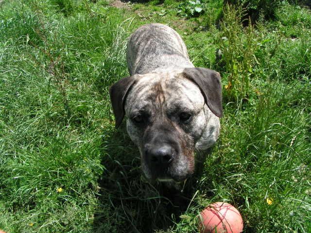 IZZY - Mastiff type - HOMED E1ca237e