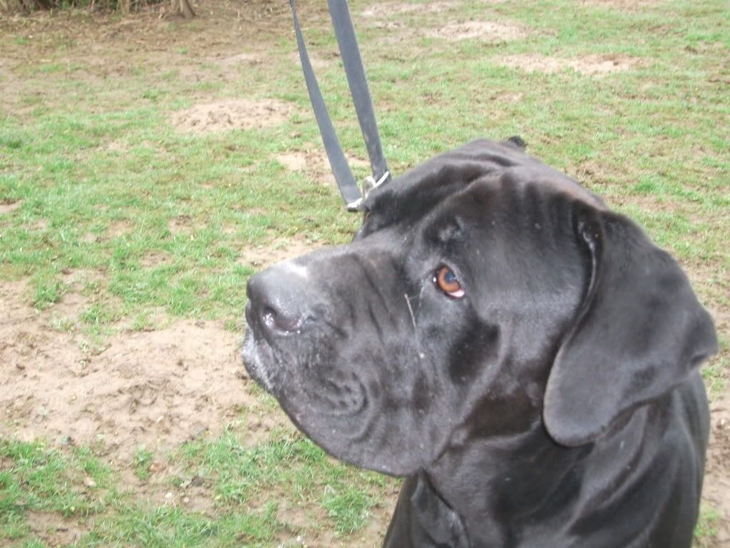 Ike - Cane Corso Ike004