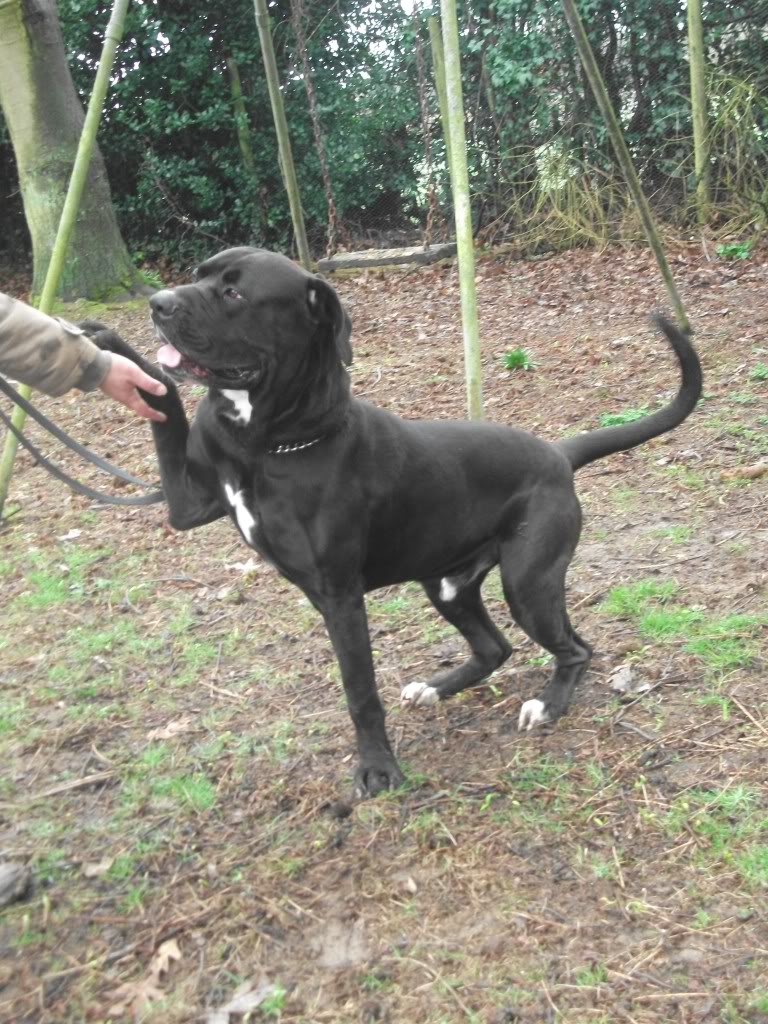 Ike - Cane Corso Ike008