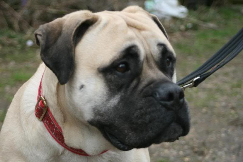 JEN - Bullmastiff - HOMED 0cfaa844