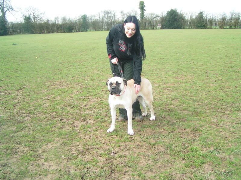 JEN - Bullmastiff - HOMED 111e25eb