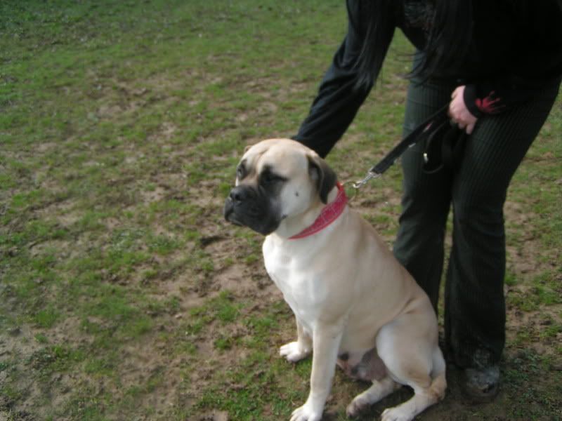 JEN - Bullmastiff - HOMED 11b83e95