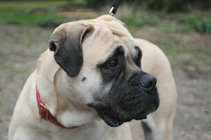 JEN - Bullmastiff - HOMED 1e0336d5