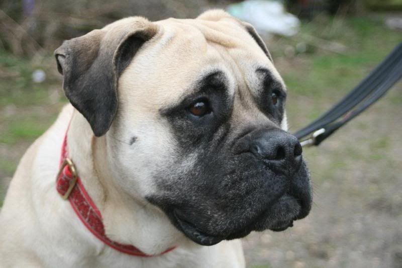 JEN - Bullmastiff - HOMED 347e5b09