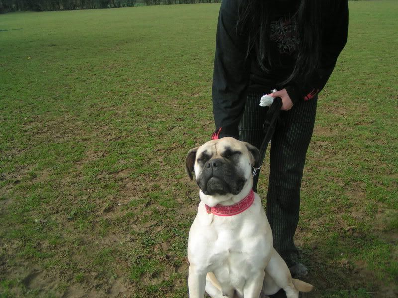 JEN - Bullmastiff - HOMED 575c7e00