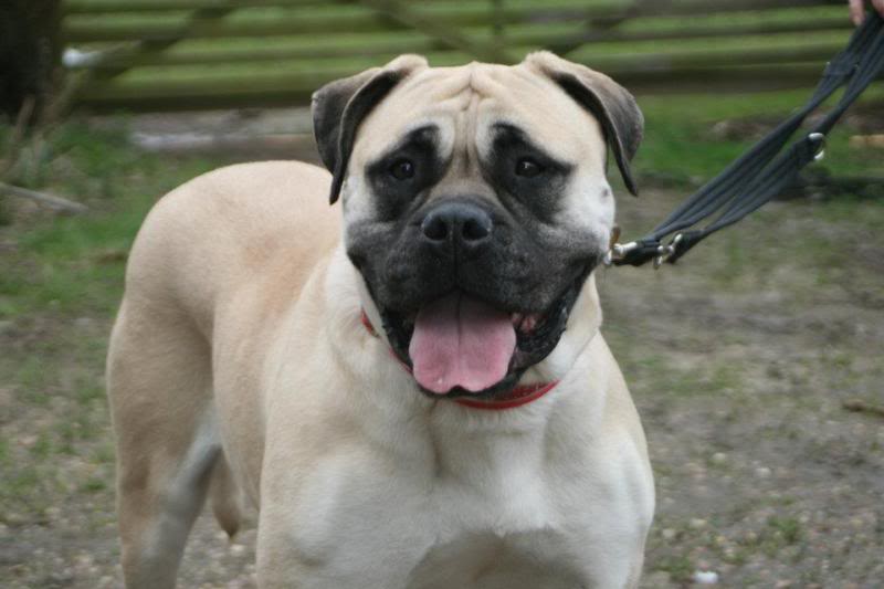 JEN - Bullmastiff - HOMED 5d7b48cd