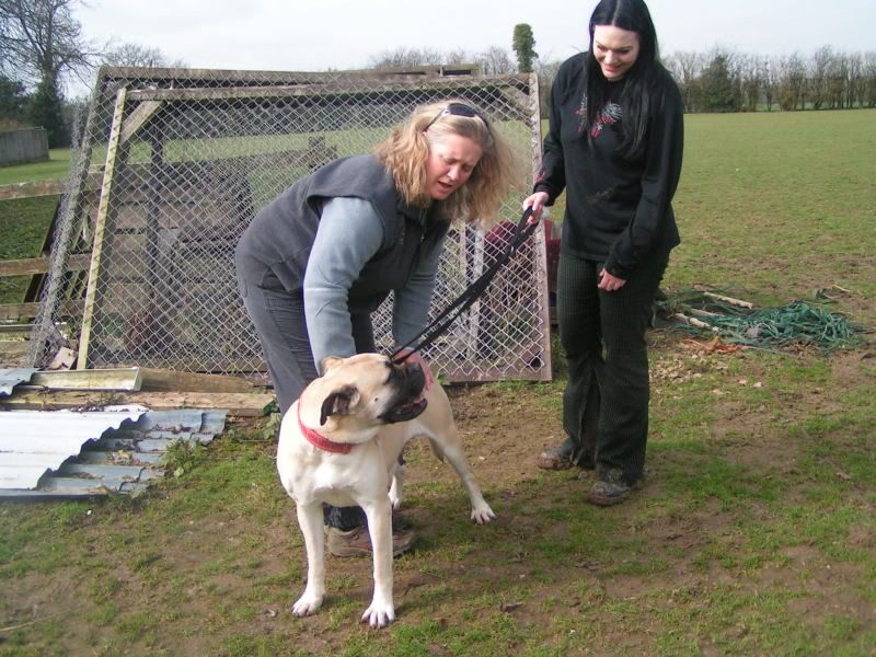 JEN - Bullmastiff - HOMED 662a028b