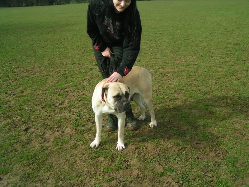 JEN - Bullmastiff - HOMED 9653d8a4