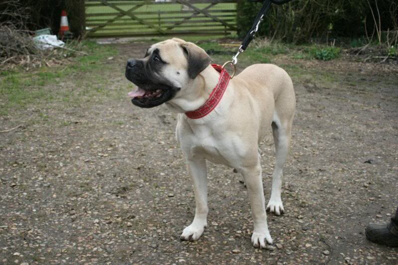 JEN - Bullmastiff - HOMED A06c69f1