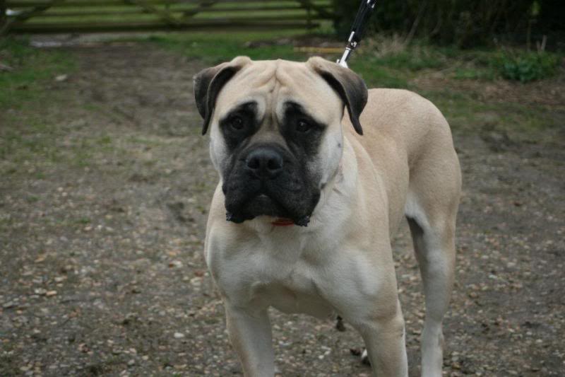 JEN - Bullmastiff - HOMED C12ff6dc