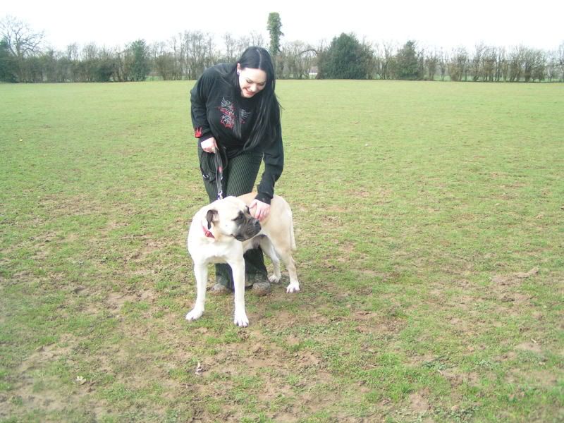 JEN - Bullmastiff - HOMED E0c77f8d