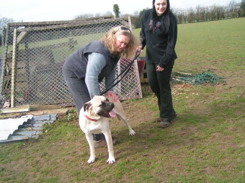 JEN - Bullmastiff - HOMED Ec2ab624