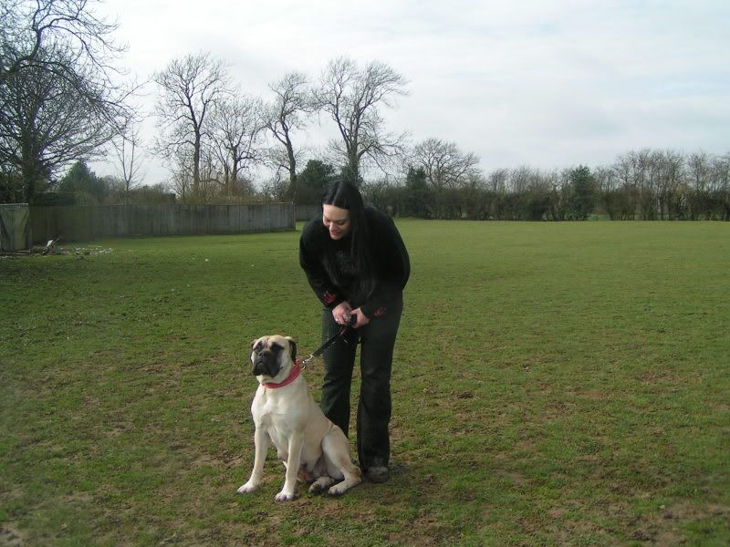 JEN - Bullmastiff - HOMED F07f23ee