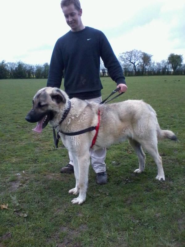 Anatolian Shepherd - Male HOMED Ccb0cd05