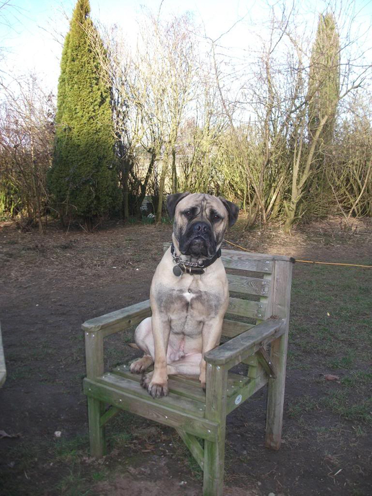 Morgan - Bullmastiff Dogrescuepictures092