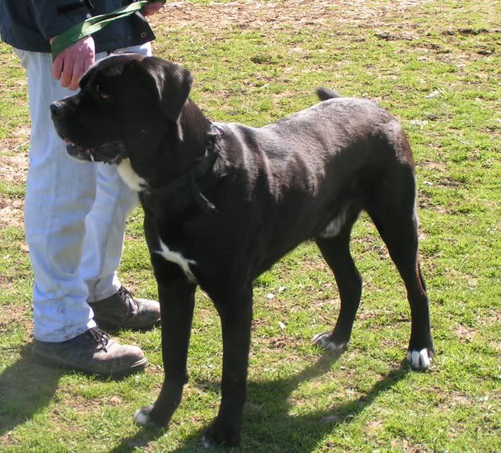 Tye - Cane Corso cross - Page 2 6b1687c9