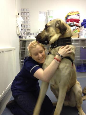 Kurt Cobain - Anatolian Shepherd  - REHOMED!  B085c43d