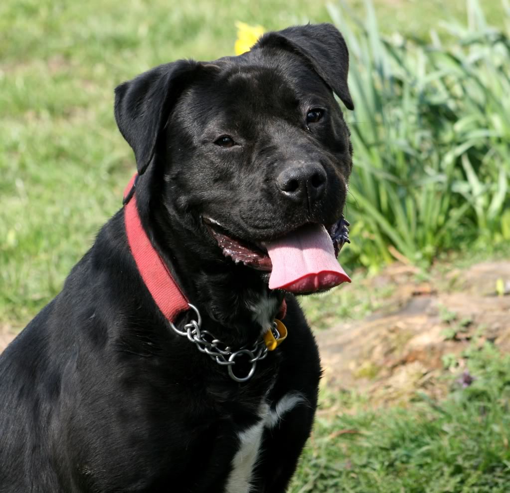 Brooke - Cane Corso HOMED IMG_7437