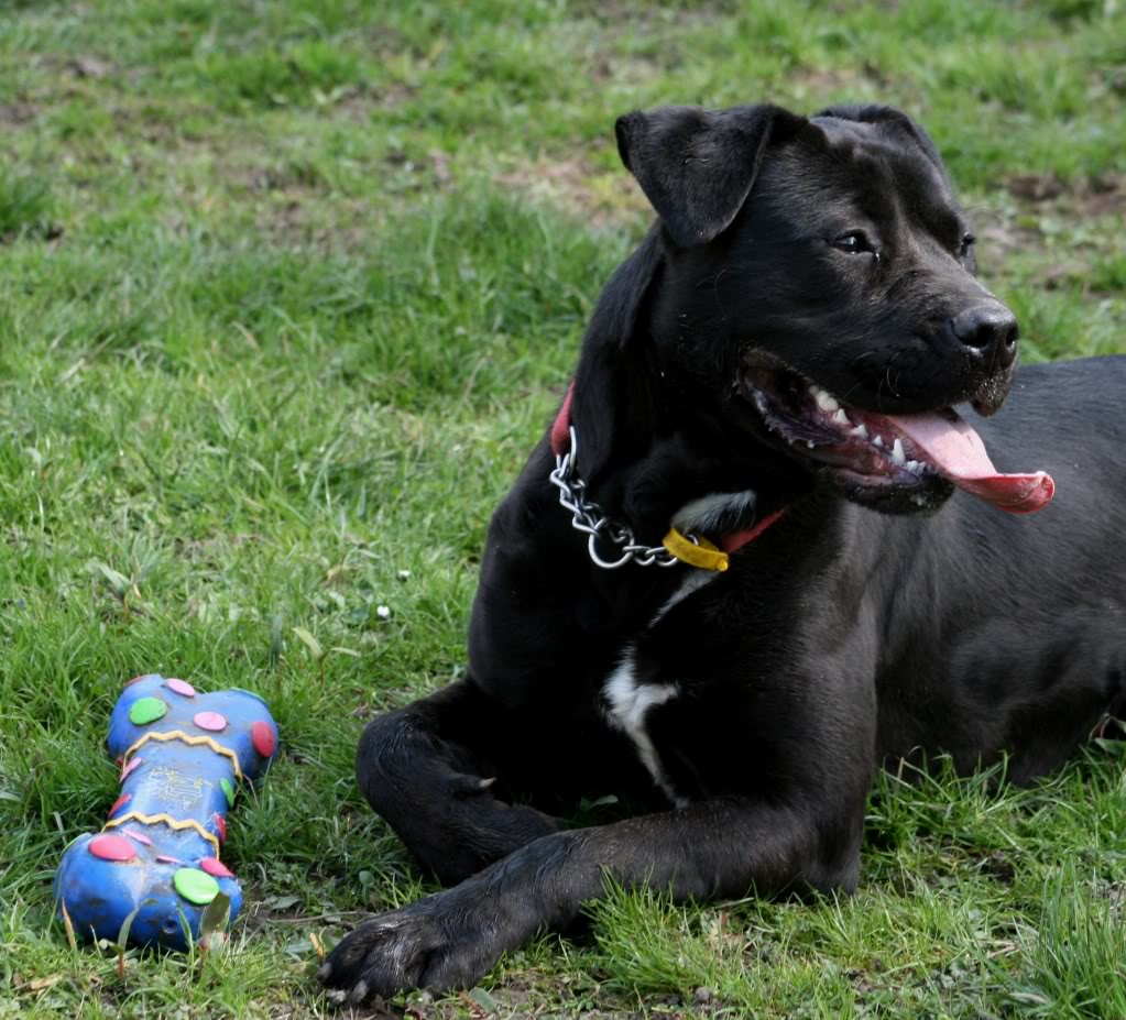 Brooke - Cane Corso HOMED IMG_7442