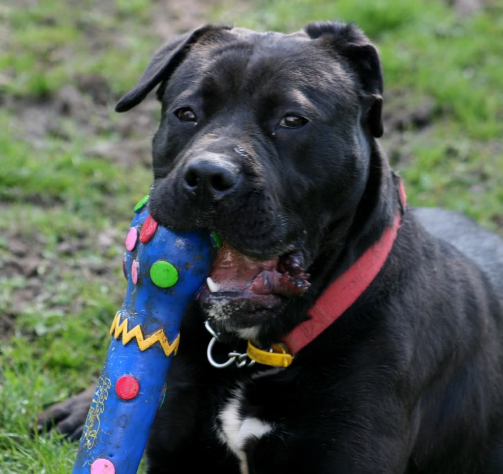 Brooke - Cane Corso HOMED IMG_7448